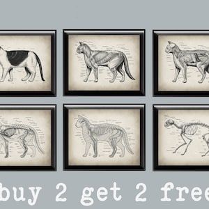 6 pósteres de anatomía y fisiología de gatos antiguos, arte de anatomía felina, arte veterinario, arte de anatomía de mascotas, arte de biología, medicina animal, regalo veterinario