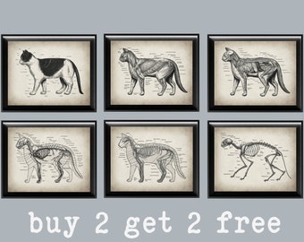 Vintage Cat Anatomy Art Prints: Feline Physiology Poster (11x14)