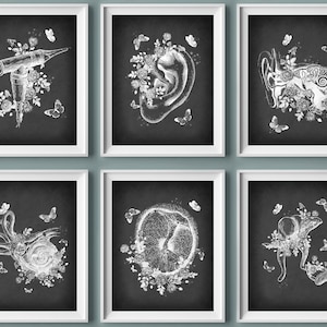 6 Ear Anatomy Art Chalkboad Medical Artwork Audiologist Gift Inner Ear Structure Cochlea Art Ear Doctor Office Wal Art Science Gift