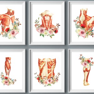 6 acuarelas de anatomía, ilustraciones médicas, arte floral muscular, fisiología del sistema muscular humano, decoración de pared para clínica de masajes