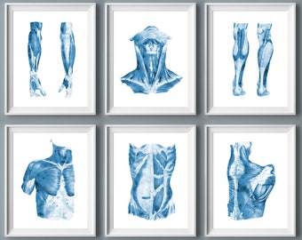 12 Watercolor Anatomy Posters Muscular System Function Medical Art Body ...