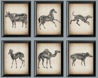 May include: Set of six vintage anatomical illustrations of animal skeletons. The illustrations are in black and white and feature a cow, horse, dog, deer, camel, and pig.