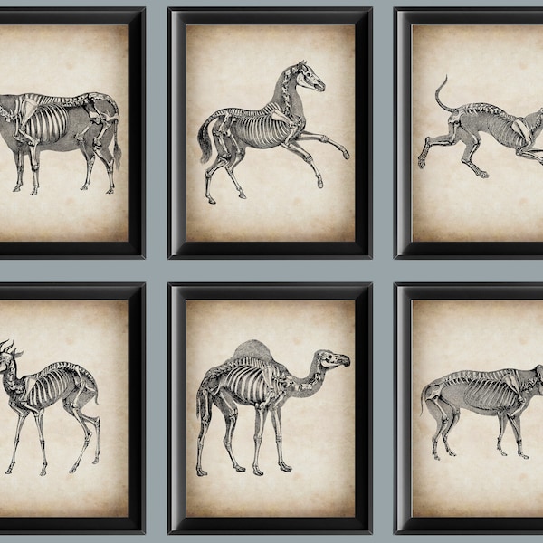 6 Vintage Animal Skeleton Poster Veterinary Art Biology Art Fauna Art Zoology Art Horse Skeleton Cow Skeleton Dog Skeleton Art Vet Clinic