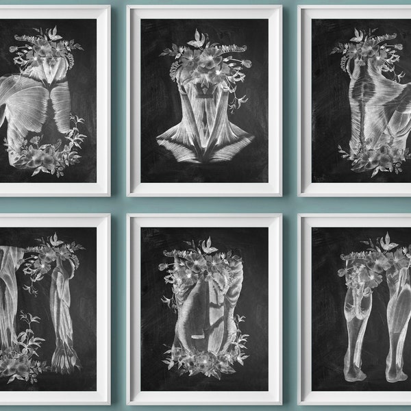 6 Anatomy Art Medical Art Muscular System Print Physiology Art Massage Clinic Wall Decor Physical Therapist Gift Doctor Office Art