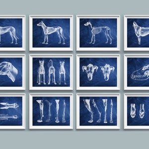 獣医解剖学ポスター 12 枚、犬の解剖学アート、動物の解剖学と生理学、生物学アート、動物園アート、獣医へのギフト、獣医クリニックの壁装飾