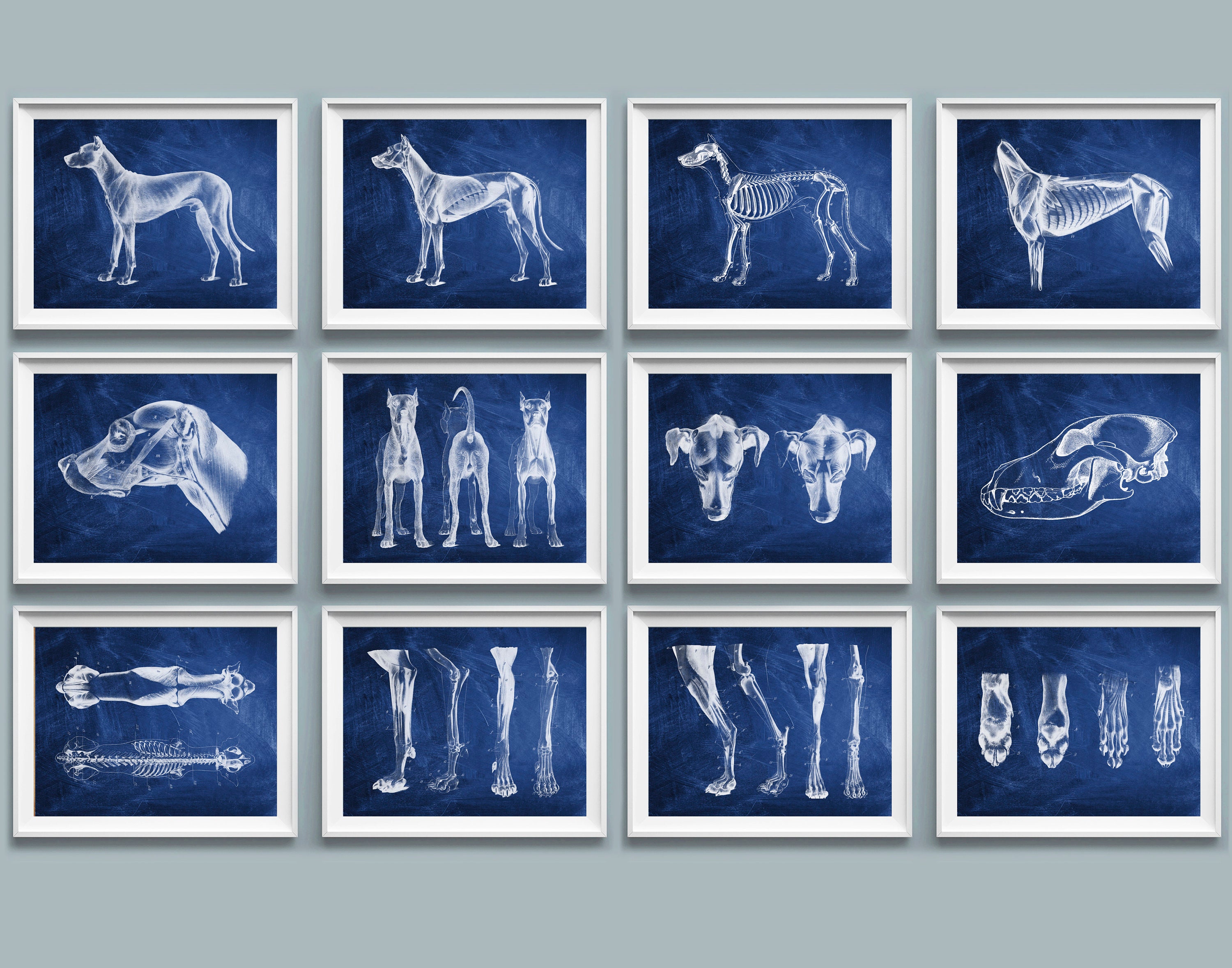 12 Vet Anatomy Posters, Dog Anatomy Art, Animal Anatomy and Physiology