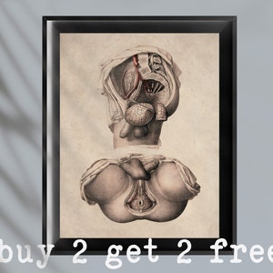 Vintage mannelijke anatomie kunst urinestelsel poster mannelijk voortplantingssysteem diagram urogenitaal systeem kunst uroloog cadeau proctologist cadeau