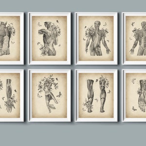 Set 8 Vintage anatomy illustration, Human anatomy art, Muscles drawing, Muscular function, Human physiology, Massage decor, Therapist gift
