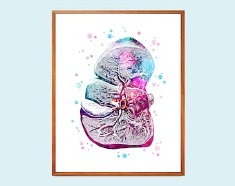 Anatomische LeberKunst, Innere Organe Kunst, Aquarell Anatomie, Medizinische Kunst, Arzt Geschenk, Krankenschwester Geschenk, Klinik Wandkunst, Anatomie Farbe