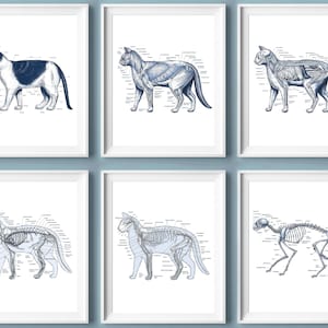 Set 6 Cat Anatomy Art Feline Anatomy Poster Pet Anatomy Art Biology Art Veterinary Art Animal Medicine Poster Veterinarian Gift Vet Clinic