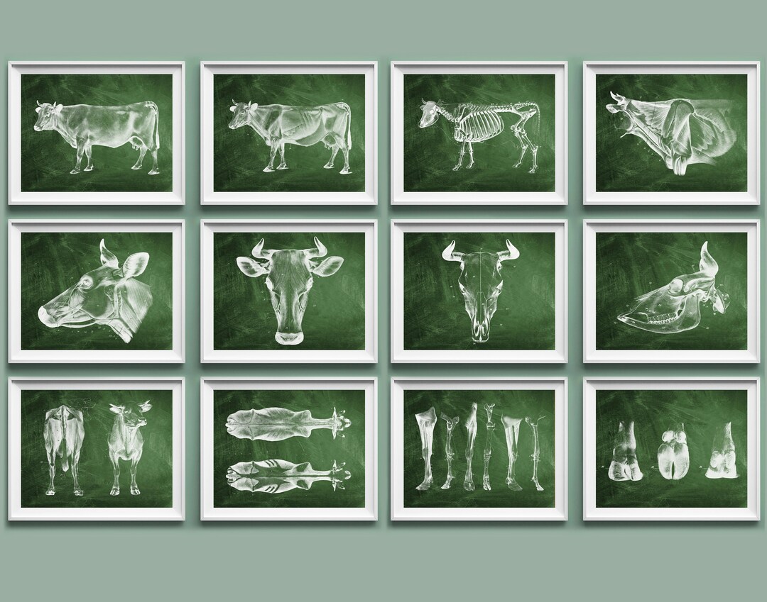 12 Cow Anatomy Posters, Animal Anatomy and Physiology Art, Bovine