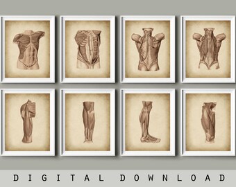 Muscular System Diagram Art Prints: Massage Therapy Decor (Digital Download)