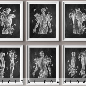 Human Muscular Anatomy Chalkboard Art Set of 6, Medical Massage Decor, Massage Therapist Treatment Room Wall Art, Massage Clinic Poster