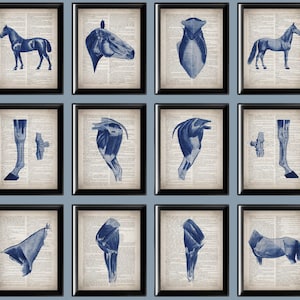 Vintage Equine Anatomy Art Prints: Veterinary Gift (11x14)