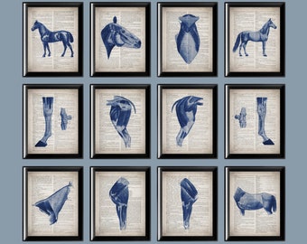 Vintage Equine Anatomy Art Prints: Veterinary Gift (11x14)