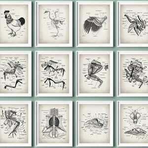 12 Huhn Anatomie Poster Huhn Anatomie Kunst Vogel Physiologie Biologie Kunst Bewirtschaftung Kunst Veterinär Poster Bauernhof Arzt Geschenk Bauernhof Labor Dekor