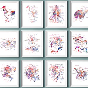 12 Chicken Anatomy Art Bird Physiology Art Rooster Skeleton Art Farm Animal Art Veterinary Art Vet Clinic Decor Veterinarian Gift