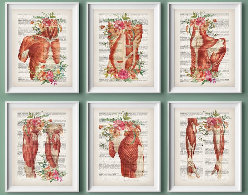 6 Floral Anatomy Artwork Muscle Anatomy Physiology Art Etsy