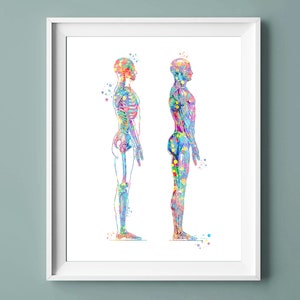 Anatomy Art Skeletal System Poster Muscular System Diagram Medical Art Physical Therapist Gift Doctor Gift Physician Gift Home Gym Decor