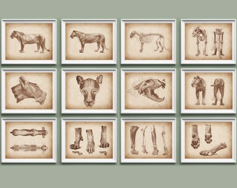 May include: A collection of twelve framed prints featuring sepia-toned illustrations of a lion. The prints depict the lion's anatomy, including full body, skeletal structure, and detailed views of the head, paws, and muscles. The artwork has a vintage, scientific aesthetic.