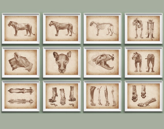 12 Lion Anatomy Posters Animal Anatomy Art Biology Poster - Etsy 12 Lion Anatomy Posters Animal Anatomy Art Biology Poster - Etsy