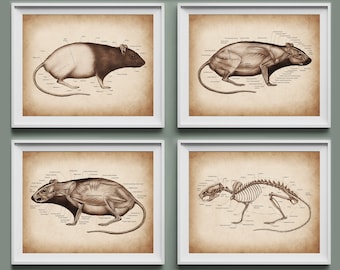 Könnte beinhalten: Vier Vintage-anatomische Illustrationen einer Ratte, die die äußere Anatomie, die Muskulatur, das Skelett und die inneren Organe zeigen. Jede Illustration ist mit anatomischen Begriffen beschriftet.