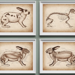 4 Vintage Conejo Anatomía Carteles Pequeños Mamíferos Fisiología Arte Veterinario Arte Animal Anatomía Arte Veterinario Oficina Regalo Clínica Veterinaria Decoración