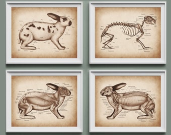 May include: Four vintage anatomical illustrations of a rabbit. The illustrations show the rabbit's skeleton, muscles, and fur. Each illustration is labeled with anatomical terms.