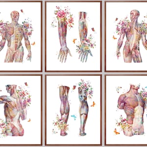 6 Floral Body Anatomy Art Watercolor Medical Decor Science Art Muscular System Poster Massage Clinic Wall Art Physician Gift Doctor Gift