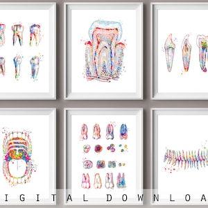 Set de 6 pósteres de anatomía dental, sección transversal del diente, arte educativo, regalo para dentista, decoración de pared para clínica dental, regalo para higienista.