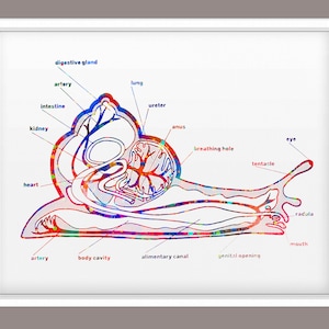 May include: A detailed watercolour diagram of a snail's anatomy, including labels such as 'digestive gland,' 'artery,' and 'heart.' The image, set against a white backdrop and framed in white, highlights the colourful internal structures of the snail.