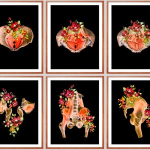 6 Pelvic Anatomy Artwork, Pelvic Floor Poster, Female Pelvis Art, Pelvic Muscles, Obgyn Art, Orthopedic Art, Gynecology Art, Physiology Art