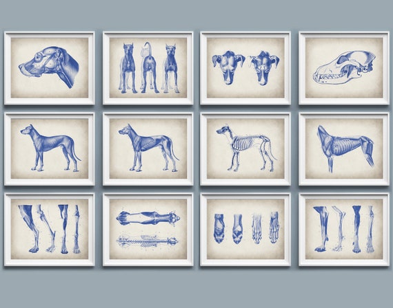 12 Dog Physiology Poster Set Animal Anatomy Art Veterinarian - Etsy