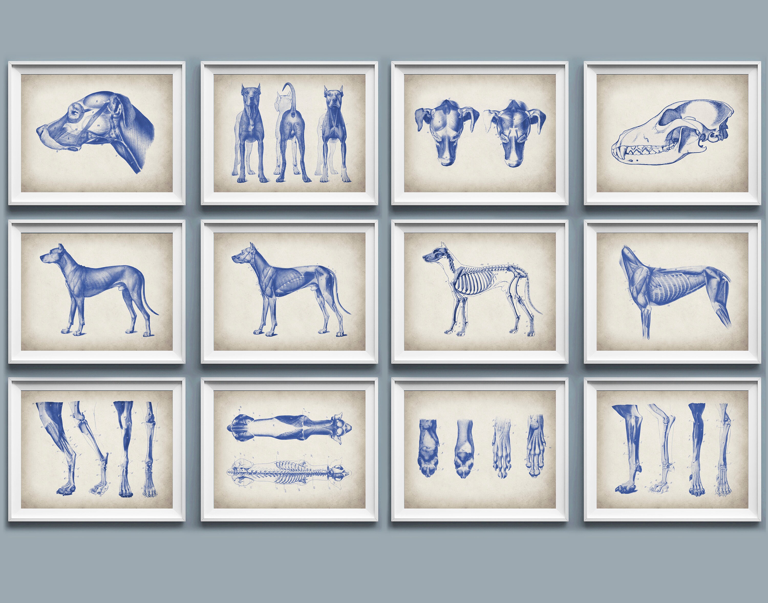 12 Dog Physiology Poster Set Animal Anatomy Art Veterinarian Gift Zoology Art Biology Art Veterinary Clinic Decor Science Art