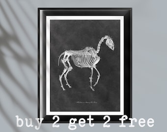Horse Skeleton Anatomy Print: Equine Veterinary Art (Digital Download)