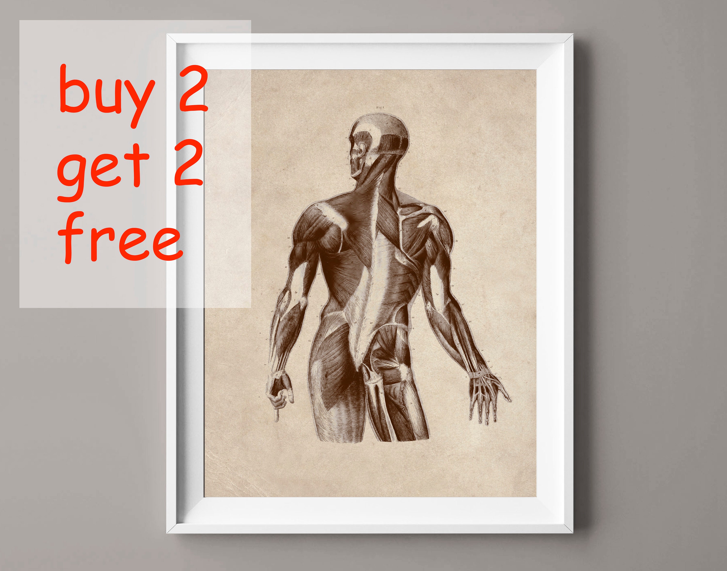 Vintage Anatomy Printable Art Human Body Art Medical Art Etsy UK