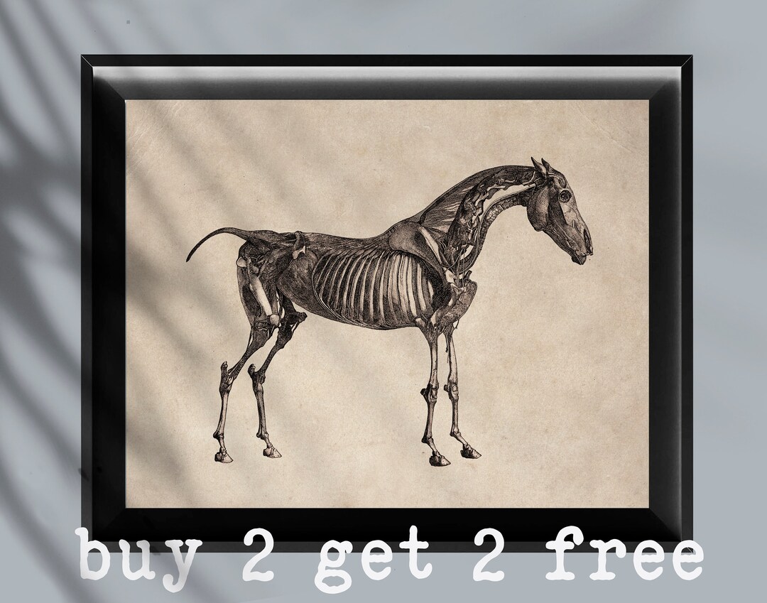 Horse Veterinary Anatomy Poster Horse Muscles Horse Skeleton Art