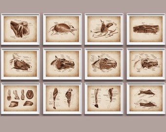 Peut inclure: Ensemble de 12 illustrations anatomiques vintage du corps d'un cheval, comprenant la tête, le cou, le torse, les jambes et les sabots. Les illustrations sont en noir et blanc et ont un ton sépia.