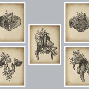 5 Vintage Becken Blume Kunst Beckenboden Zeichnung Weibliches Becken Skelett Knochen Antike Illustration Medizinischer Wanddekor Wissenschaft Kunst Biologie