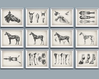 Horse Anatomy Art Prints: Vintage Veterinary Posters (11x14)
