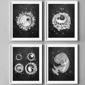 4 Fetal Development Art Fertilization Art Embryo Art Physiology Art Pregnancy Woman Egg Art Obgyn Art Midwife Gift Gynecologist Office Decor