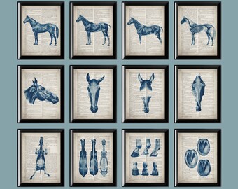 Vintage Equine Anatomy Art Prints: Horse Doctor Gift (11x14)