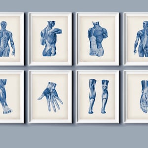 Set of 8 Musculature Art Human Anatomy Art Physiology Art Medical Painting Massage Room Decor Physiotherapist Office Wall Art
