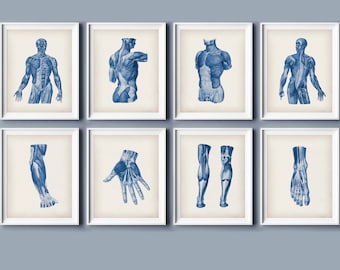Musculature Art Prints: Human Anatomy, Set of 8 (Digital Download)