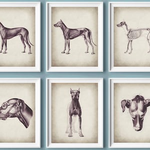 6 Vintage Canine Anatomy Art Dog Anatomy Art Veterinary Art Animal Anatomy Art Pet Anatomy Art Veterinarian Office Gift Veterinary Clinic