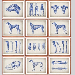 12 Dog Physiology Poster Set Animal Anatomy Art Veterinarian Gift Zoology Art Biology Art Veterinary Clinic Decor Science Art