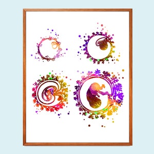 Plakat rozwoju płodu, Sztuka ludzkiego zarodka, Ujawnienie ciąży, Dekoracja baby shower, Prezent dla kobiety w ciąży, Prezent dla położnika, Prezent dla położnej