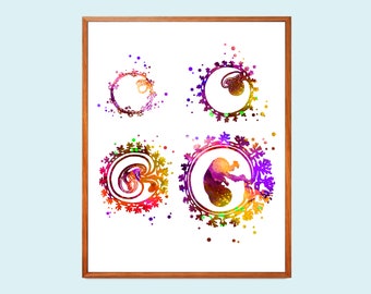 Op de afbeelding: Een aquarel schilderij van vier stadia van foetale ontwikkeling. Het schilderij is in tinten roze, paars, oranje en geel. De foetus is afgebeeld in een cirkel met een bloemmotief.