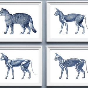 4 Art de l&#39;anatomie de chat, anatomie féline, anatomie d&#39;animal de compagnie, anatomie animale, art vétérinaire, cadeau vétérinaire, déco de clinique vétérinaire, cadeau de docteur pour animaux de compagnie
