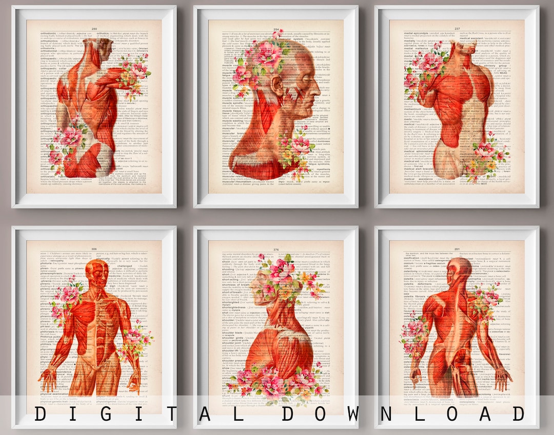 Vintage Anatomy Art Prints: Muscular System Floral Decor (digital ...